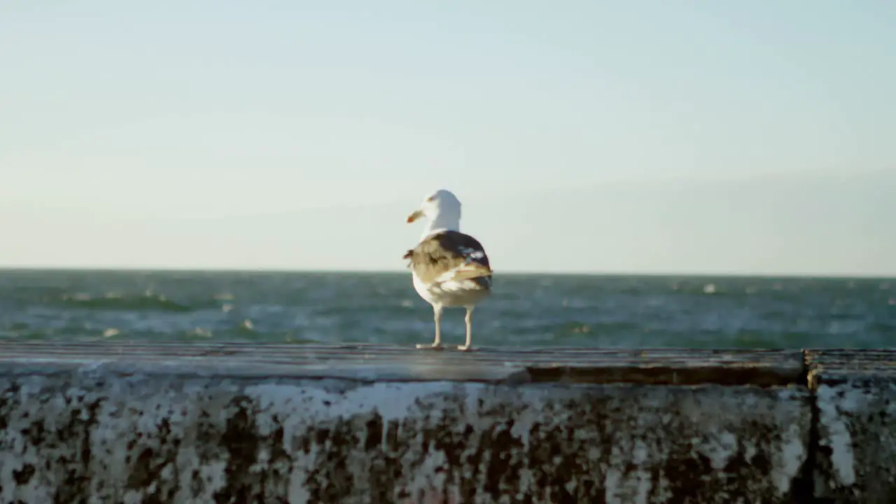 Sea gull at beach 4k