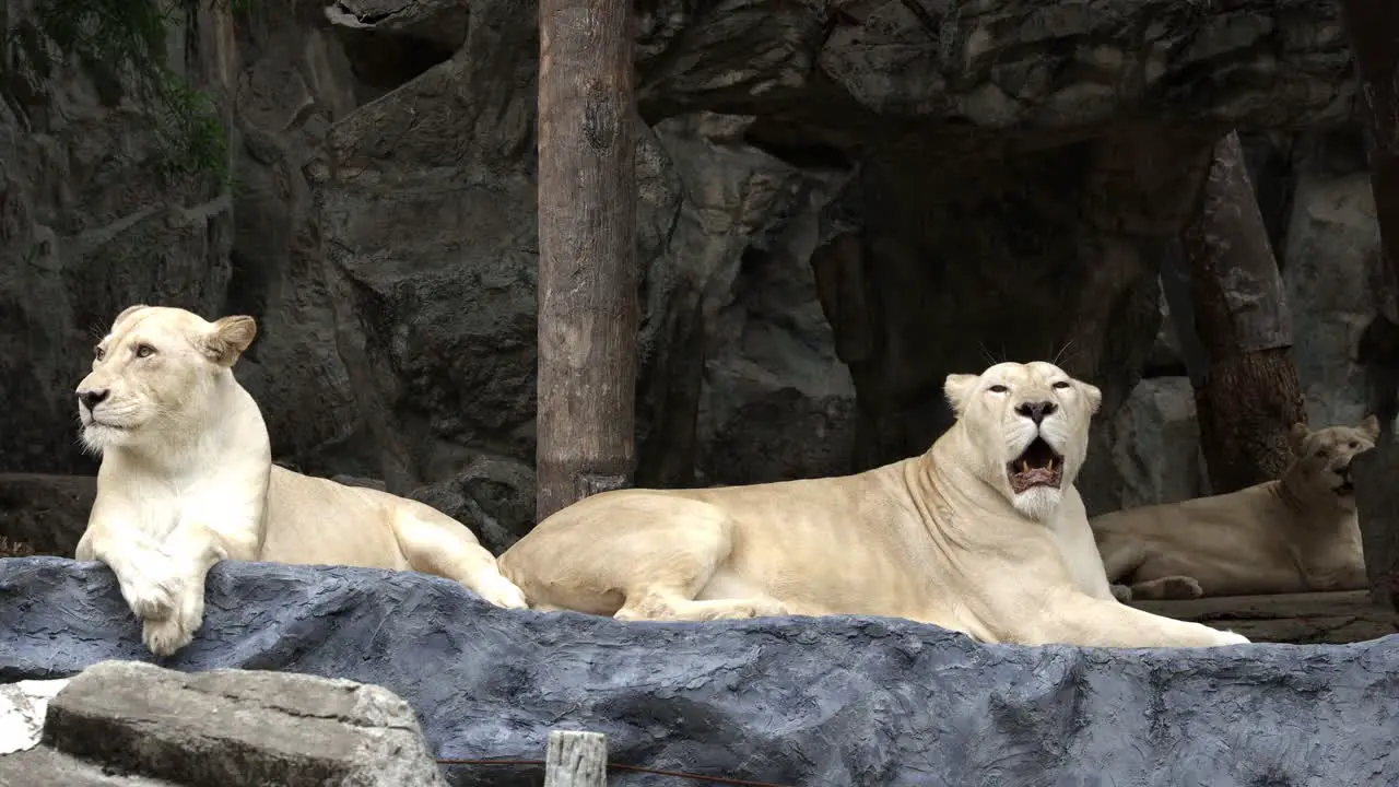 A group of female white lion or Panthera Leo with blonde fur is lying and looking around curiously in its habitat at a zoo