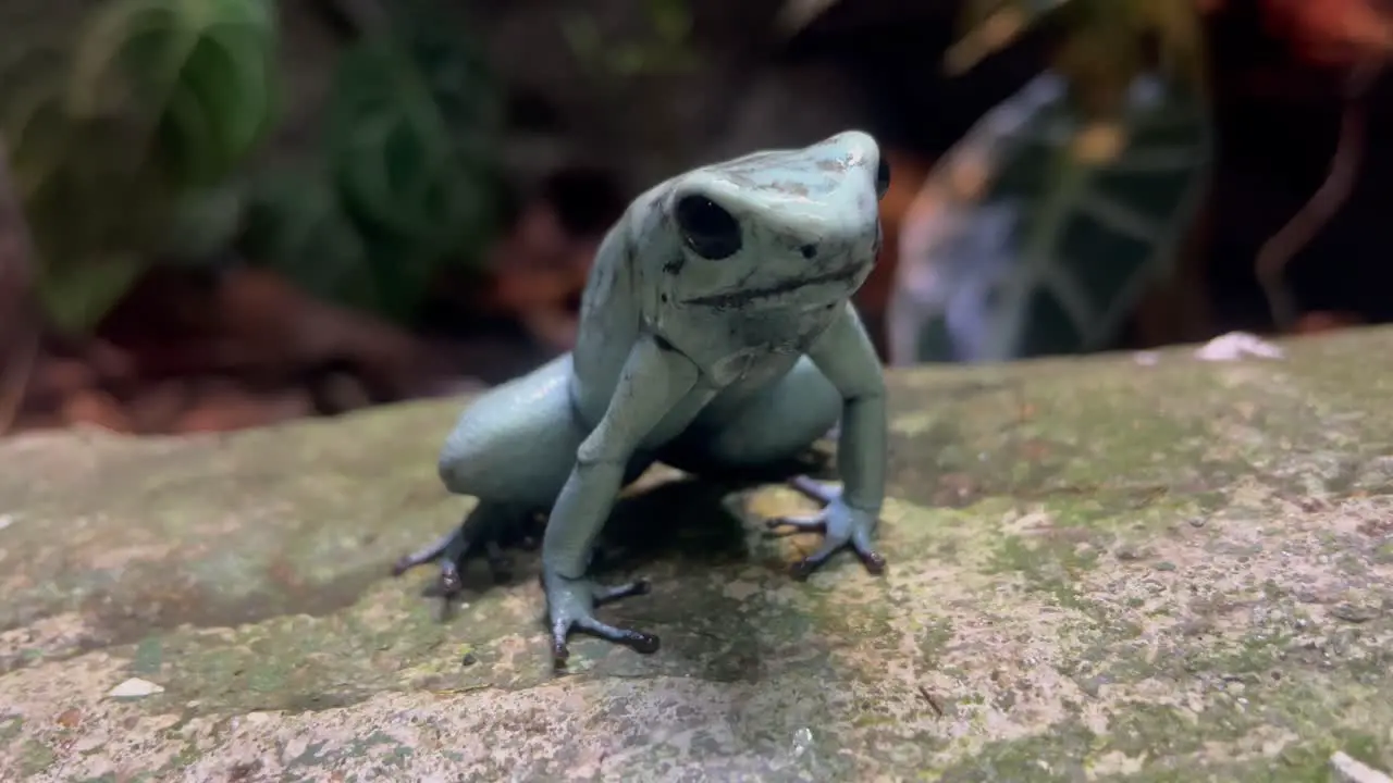 Frog breathing close up shot