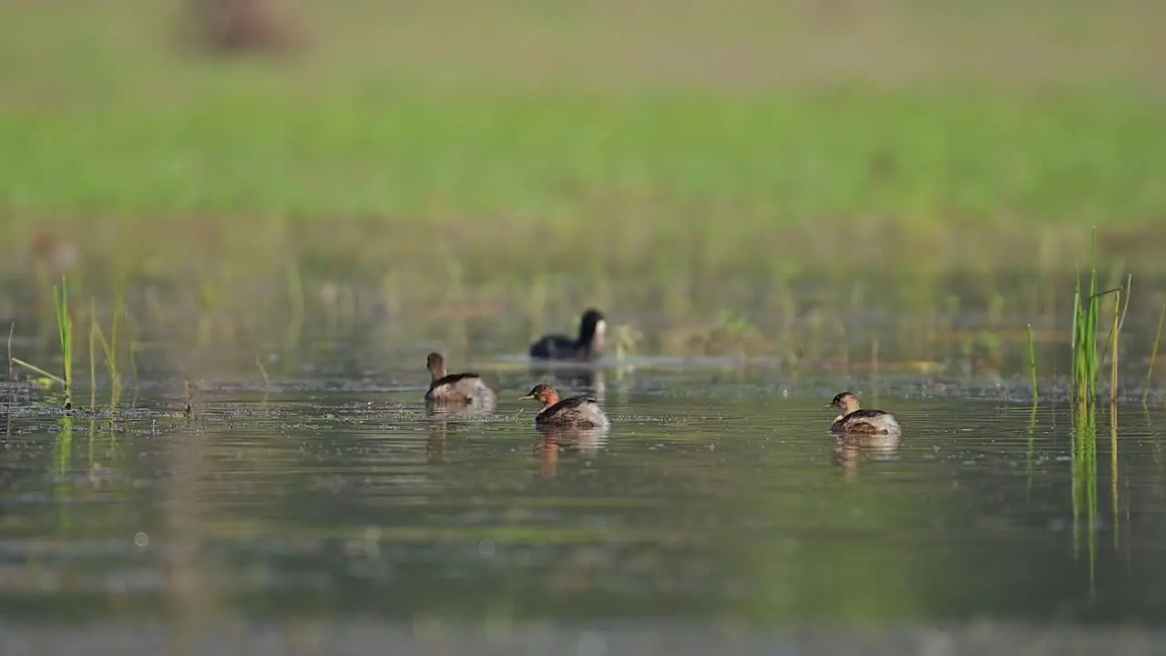 Flock of Little grebe Swimming in Water