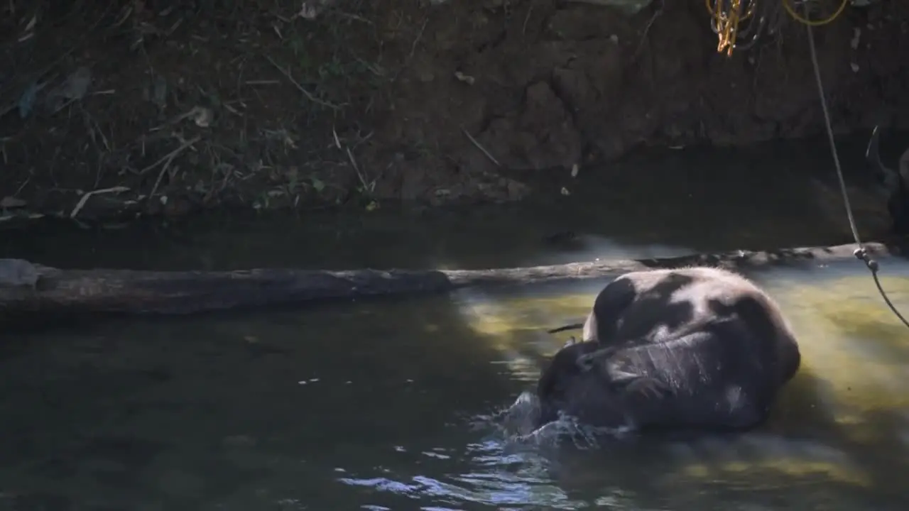 A Water Buffalo Resting in a River Cooling Off