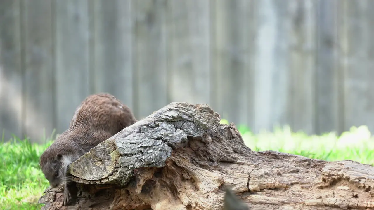 Otter walking on a tree and scratching