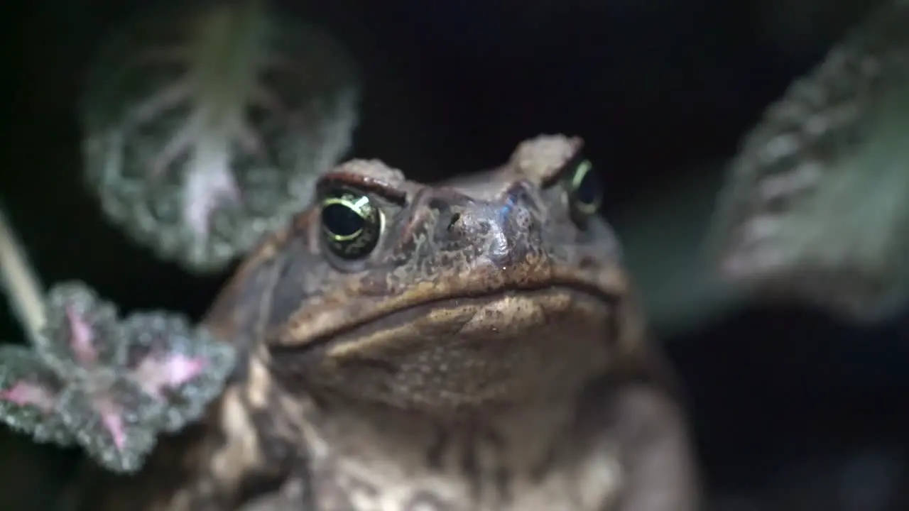 Close up footage of Cane Toad front view