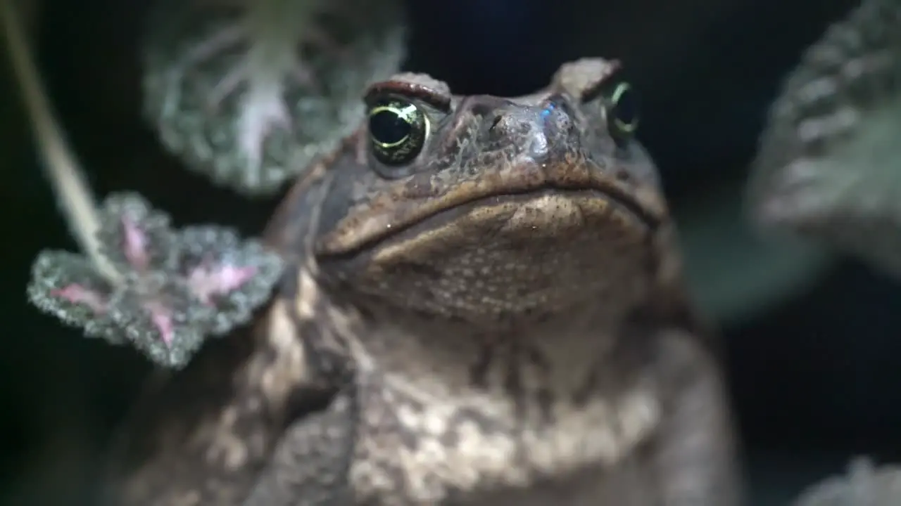 Close up footage of Cane Toad half body view