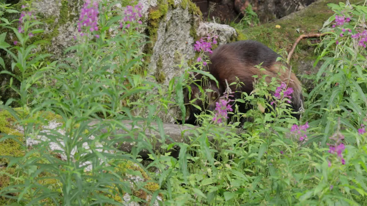 Wild wolverine in summer grass