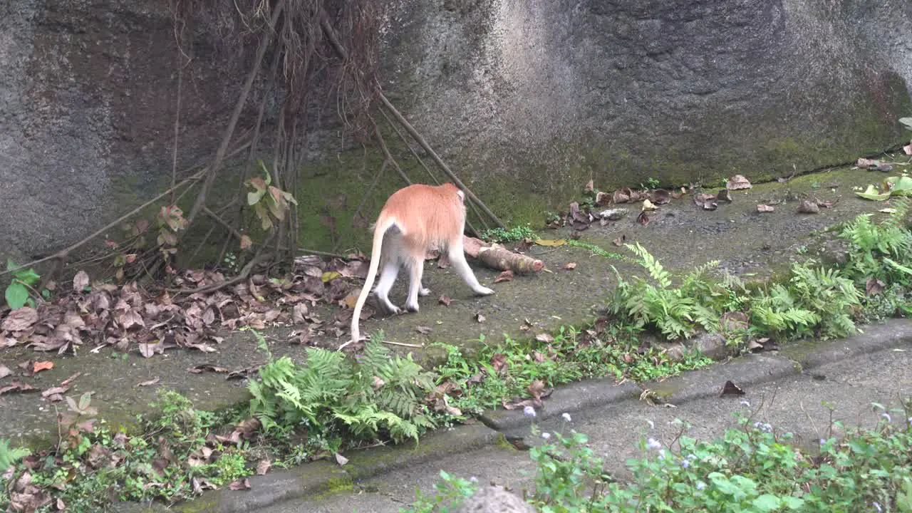 Playful monkey attacking a plant natural habitat