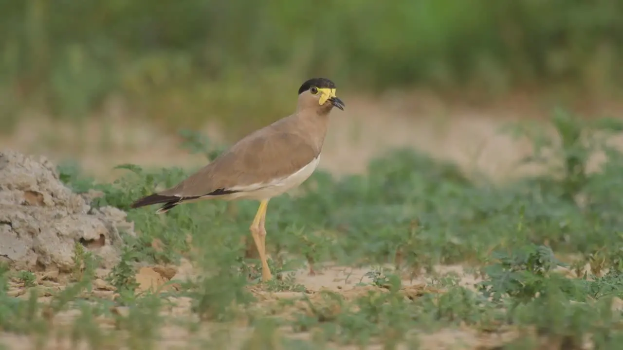 Yellow wattled lapwing in Fields