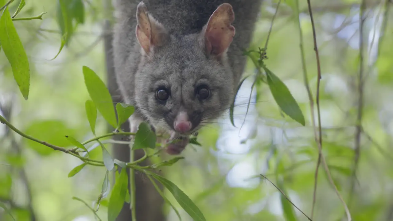 Possum hanging head down eating leaves