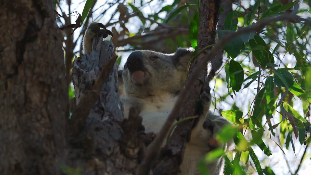 Cute koala bear sitting eating and sleeping on a tree