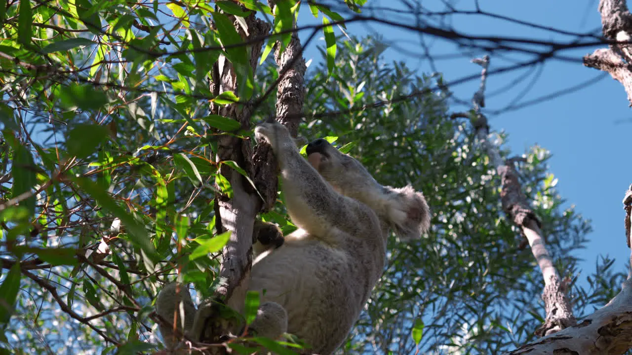 Cute koala bear climbing and sitting on a tree