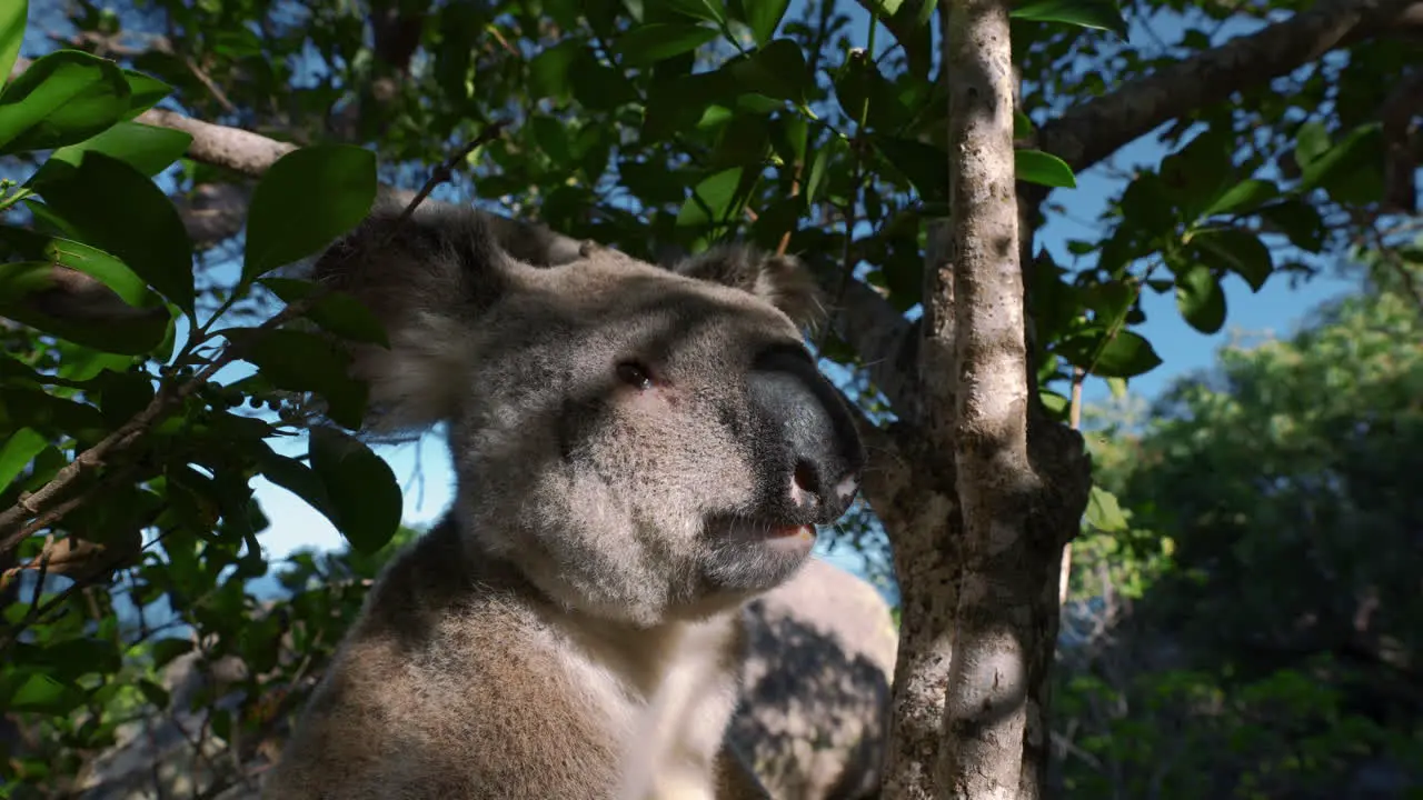 Koala bear on a tree close-up