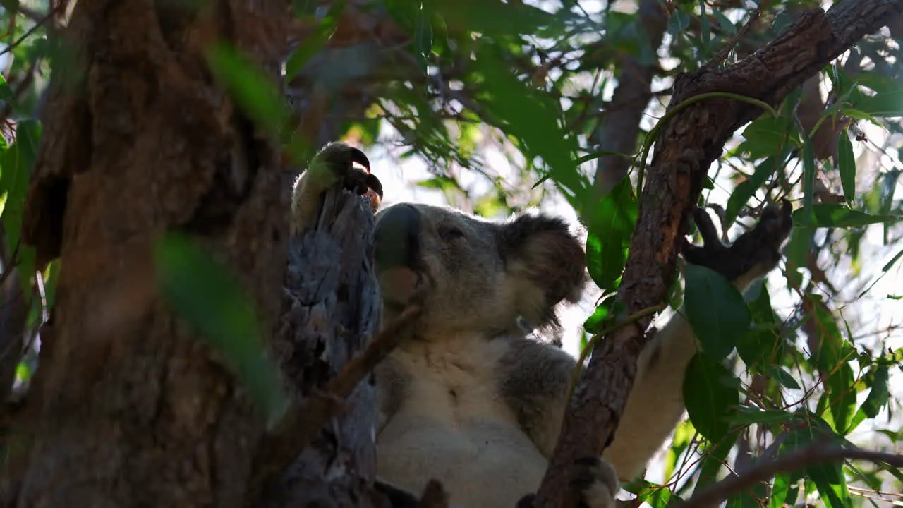 Cute koala bear eating and sitting on a tree