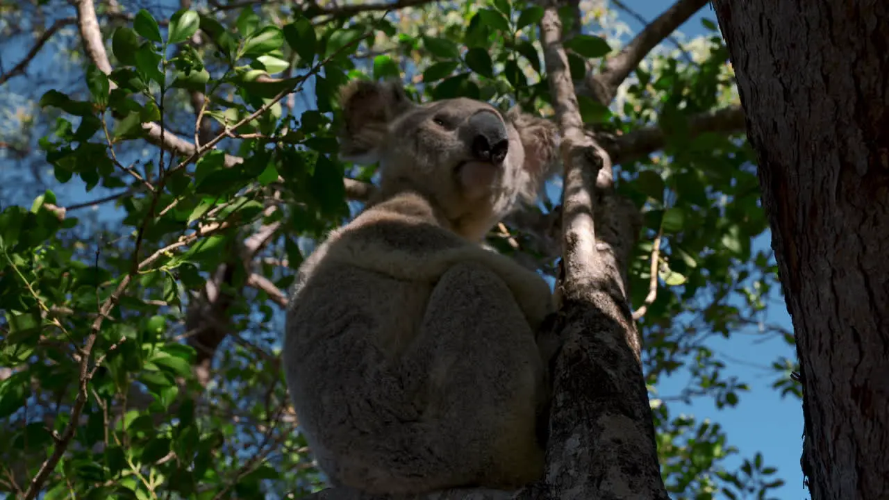 Koala bear eating sitting and sleeping on a tree