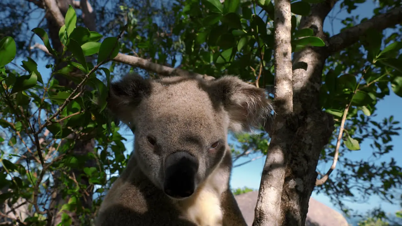 Cute Koala bear on a tree close-up