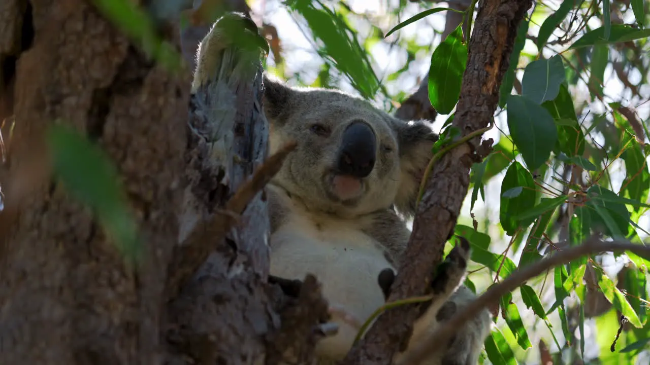 Cute koala bear eating sitting and sleeping on a tree