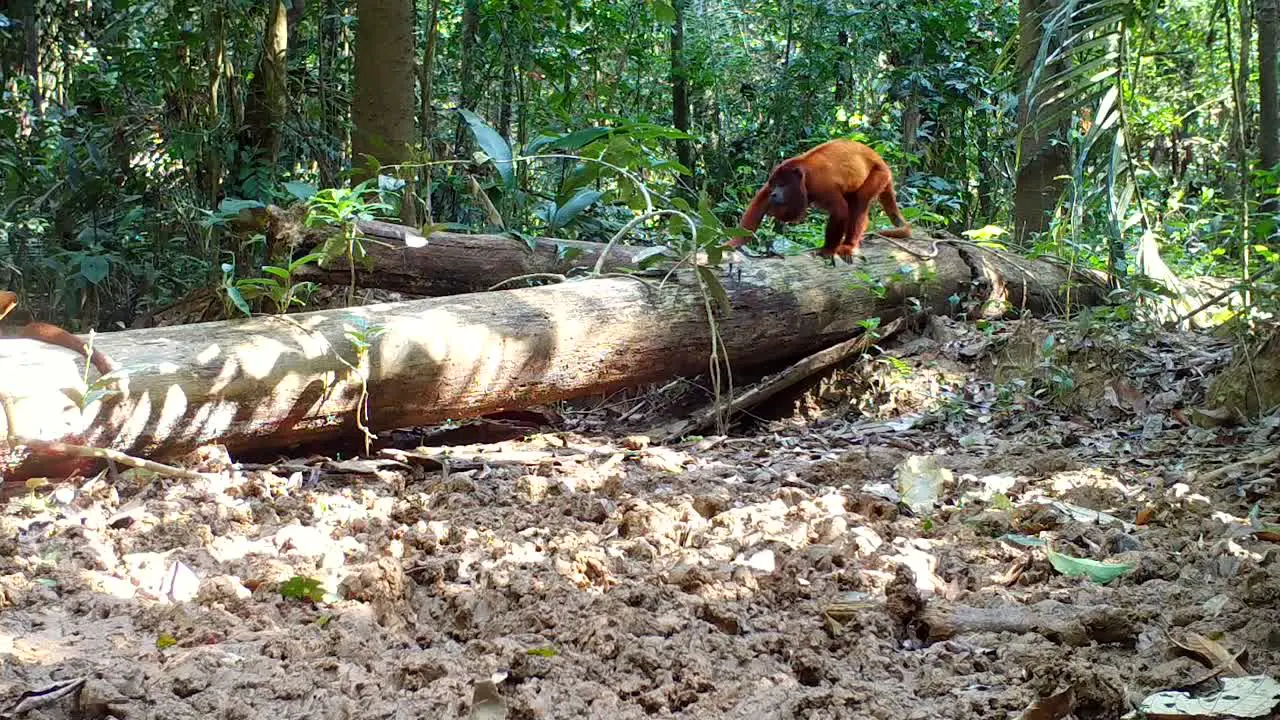 red howler monkey in the wild amazon rainforest animal