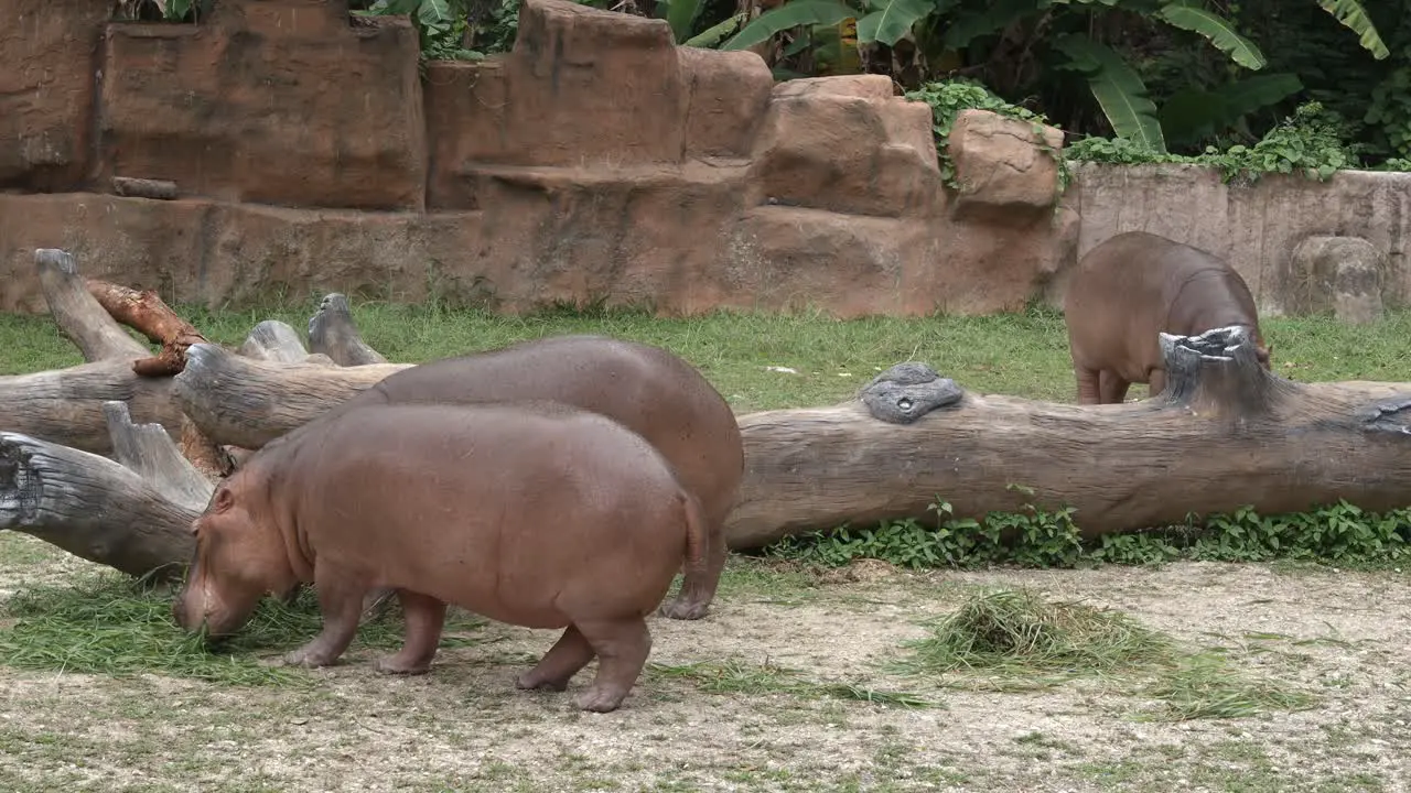 Small group of hippopotamus eating grass-grazing on the ground near the pond at a zoo