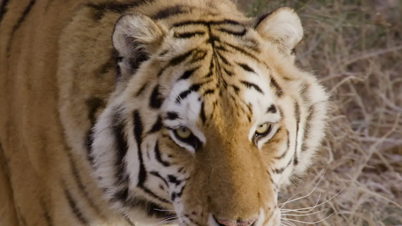 Slow motion close up of tiger licking lips