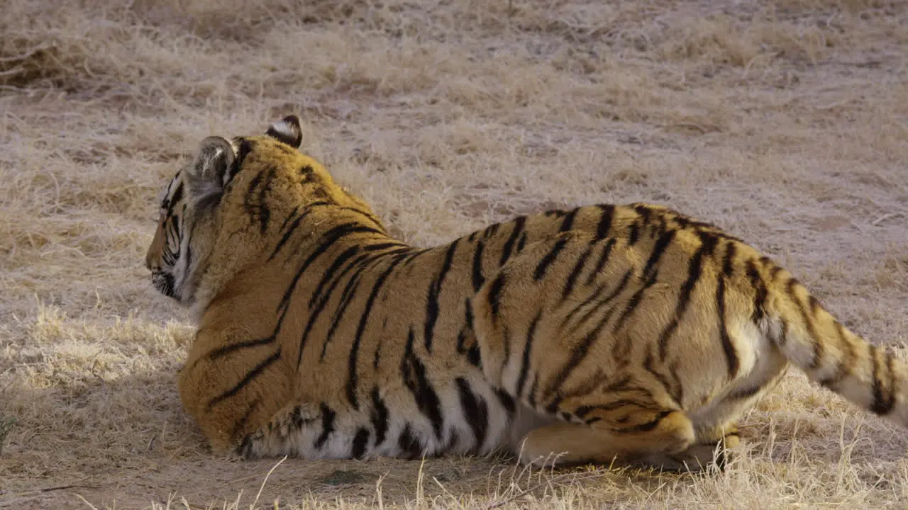 Large tiger lying in the grass repositioning