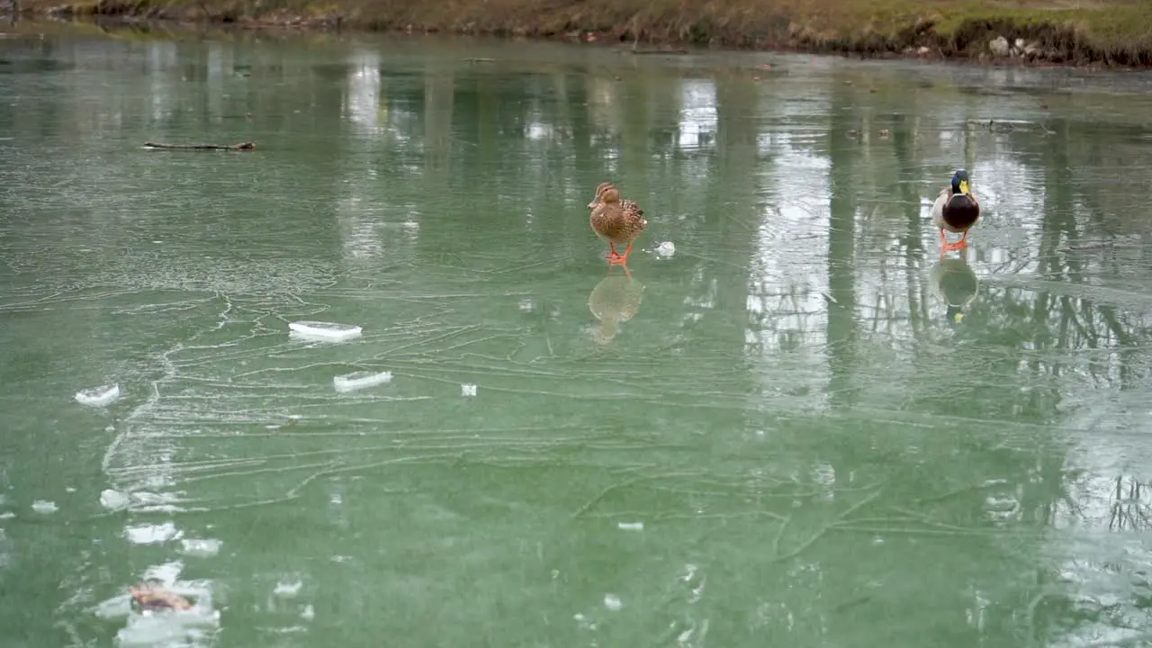 Ducks Walking On Ice on a Frozen Lake