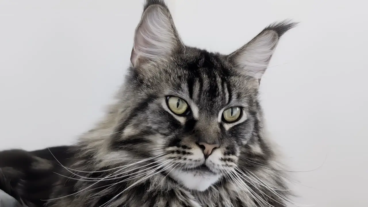 Maine Coon cat with striking eyes looks into the camera and then looks away