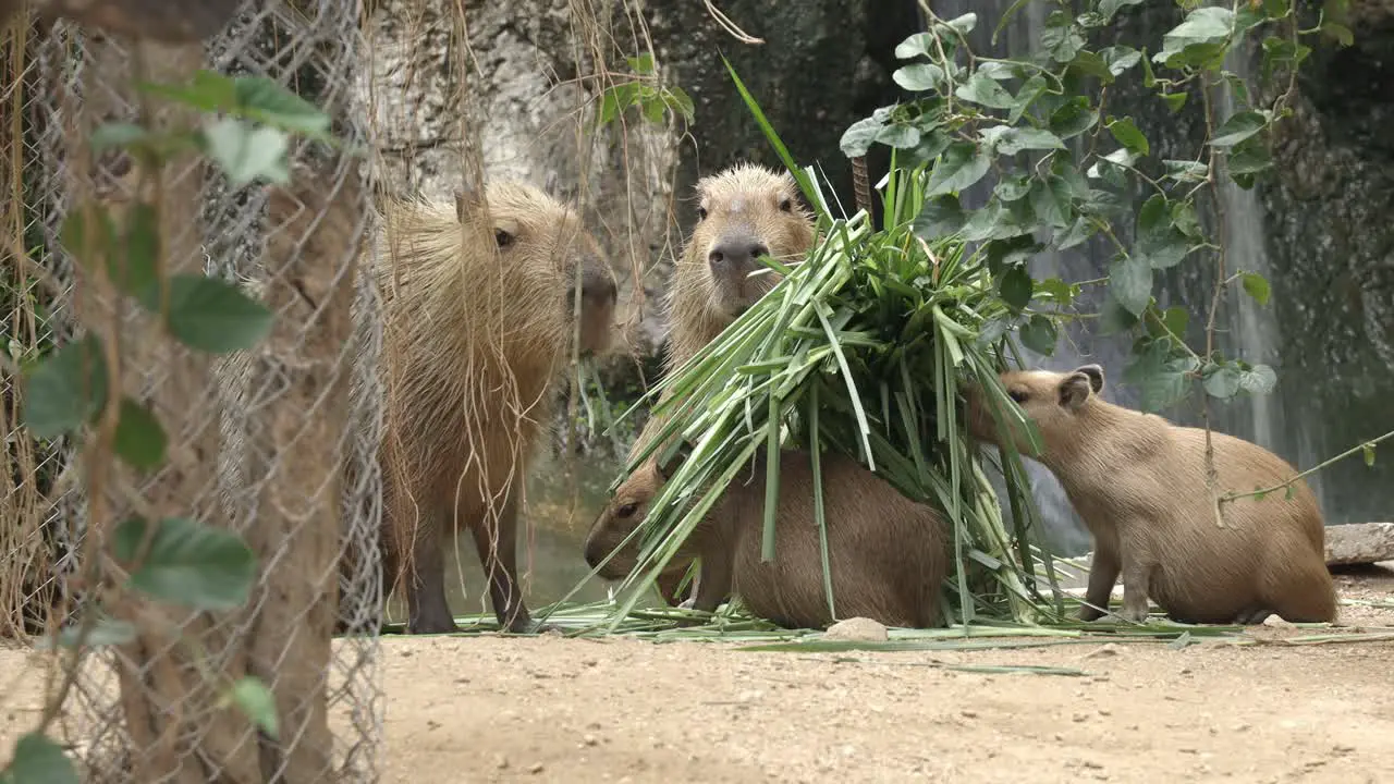 A herd of capybara the largest rodent in the world are eating grass in a zoo