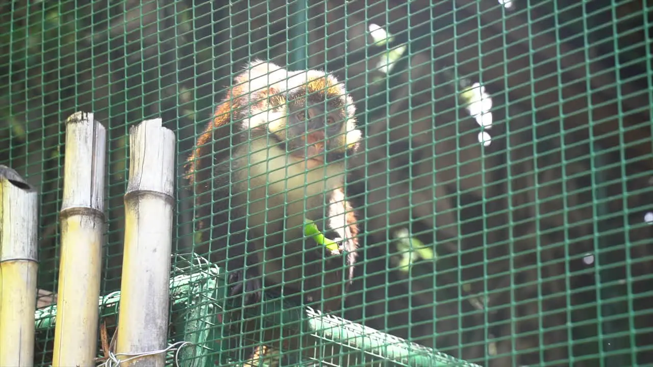 Barbary macaque monkey eating apple in enclosure slow continuous shot