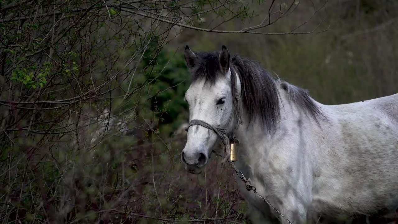 Hungry white horse with bell on halter grabs leaves from shrub