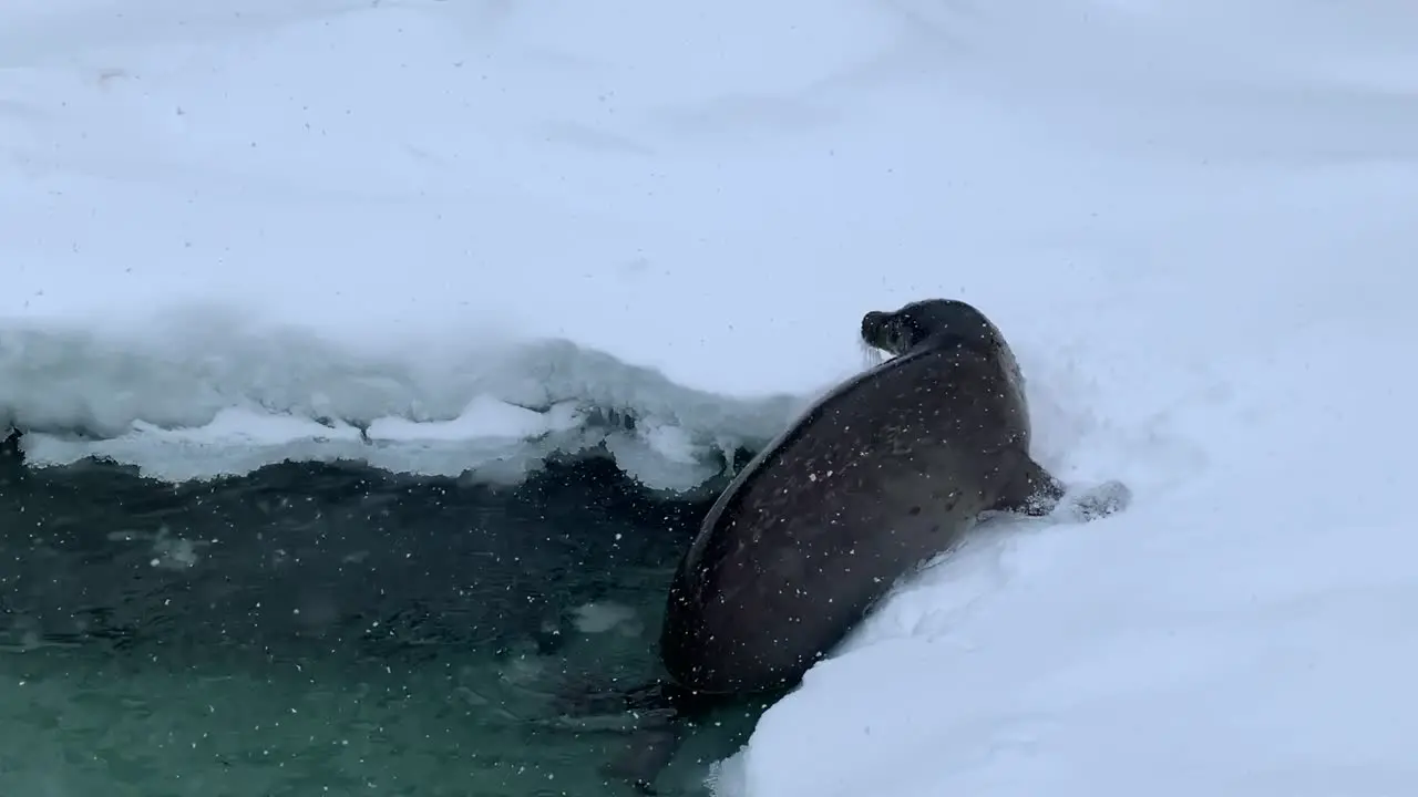 Sea Lion in asahiyama zoo hokkaido japan