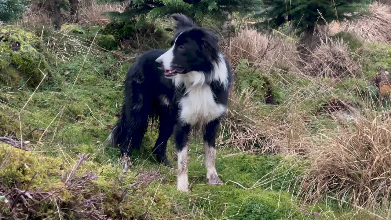 Border Collie dog standing looking around in green grassland panting