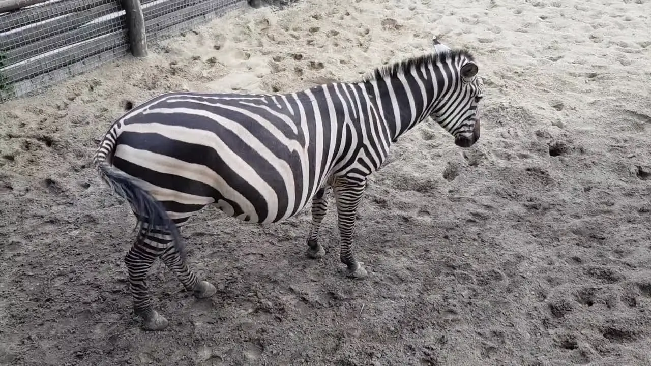 Zebra outdoors on a sandy ground in the summer