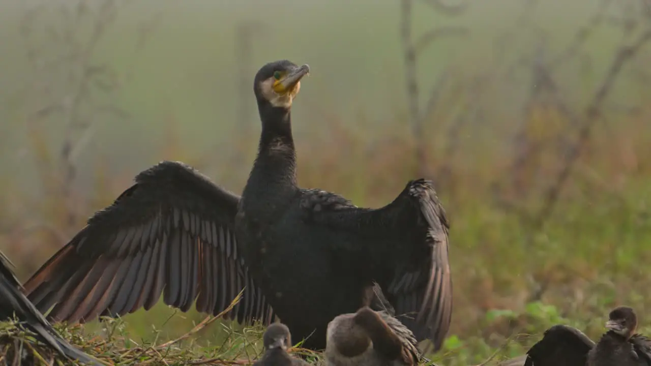 Great Cormorant resting in Morning