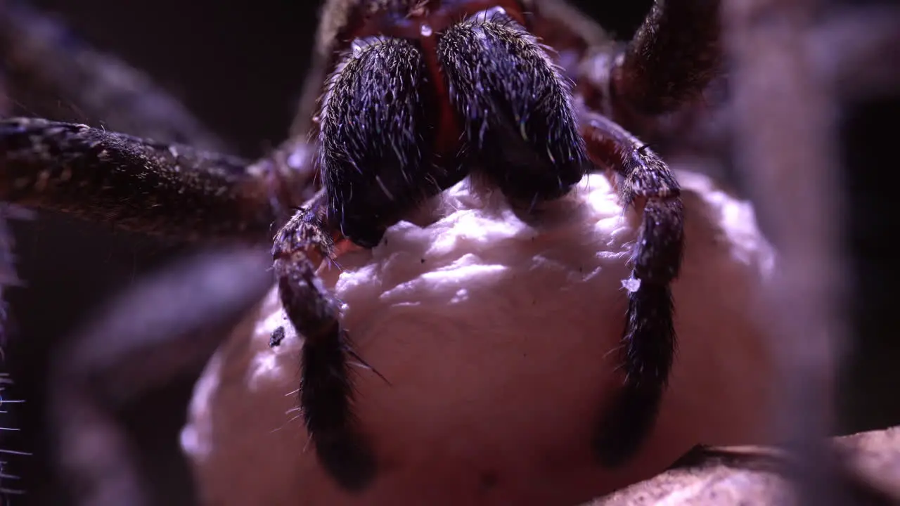 Wolf spider holding egg sac at forest floor over dry leaves a flashlight finds the spider macro closeup