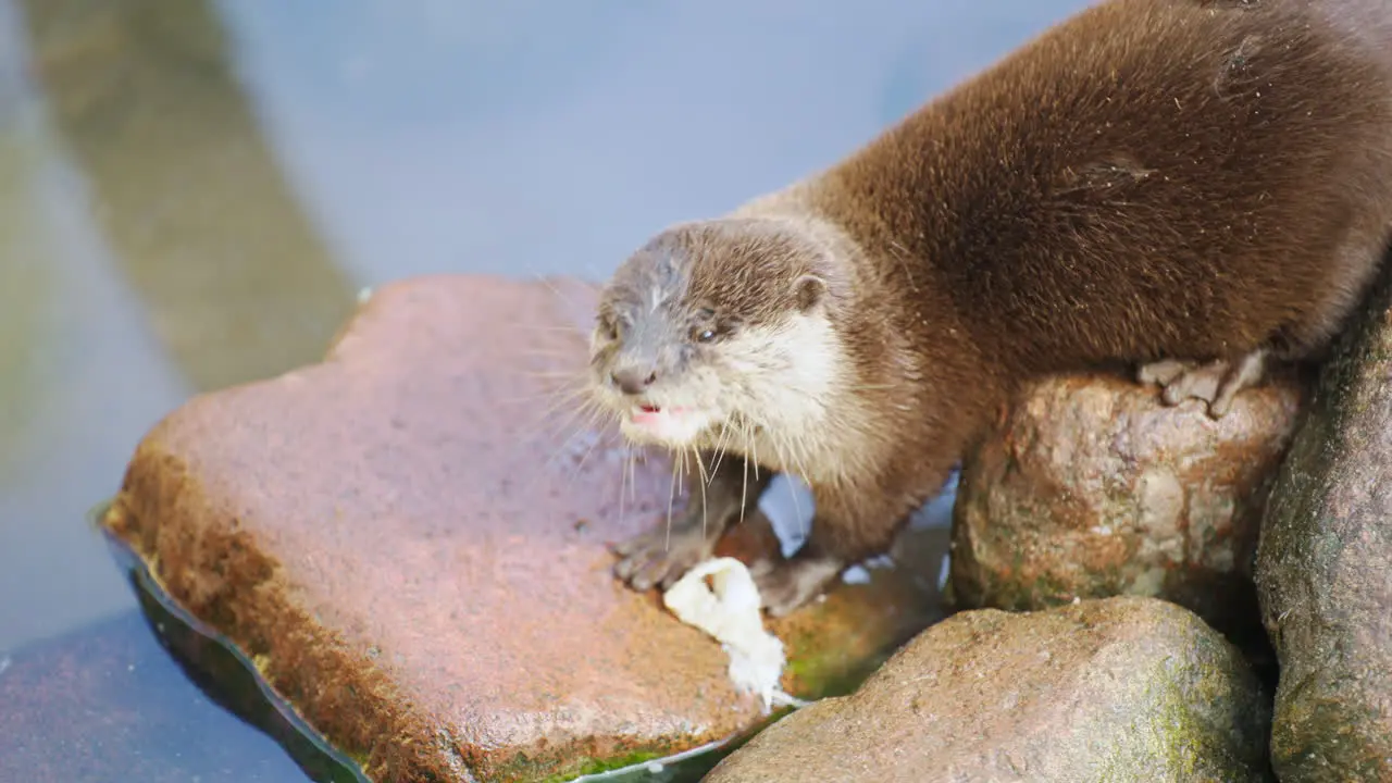 Asian or Oriental Small-clawed Otter Eating by the Water close-up