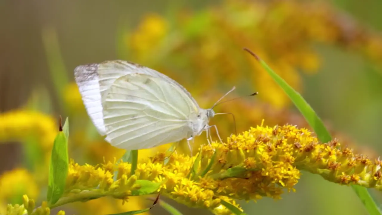 Pieris brassicae the large white butterfly also called cabbage butterfly Large white is common throughout Europe north Africa and Asia often in agricultural areas meadows and parkland