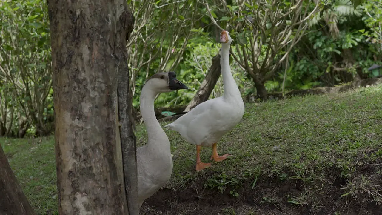 two geese on the grass