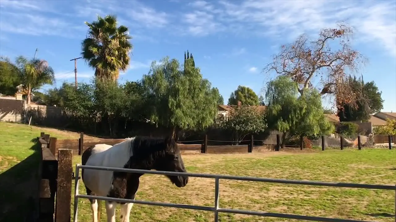 Footage of a horse looking out of a horse arena