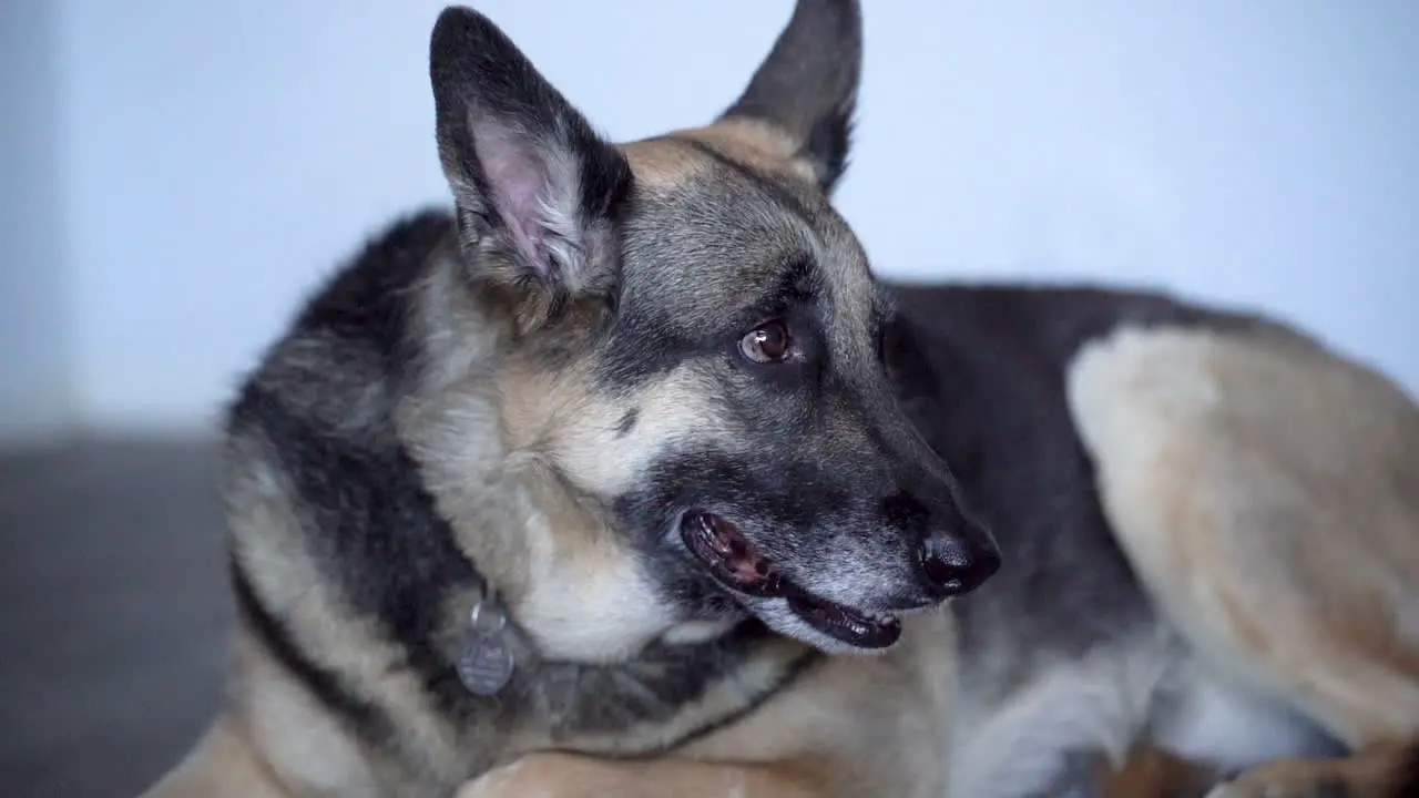 Beautiful Panting German Shepherd Relaxes indoors after Playing Outside