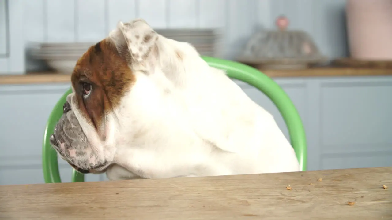 Sad Looking British Bulldog Sitting At Kitchen Table