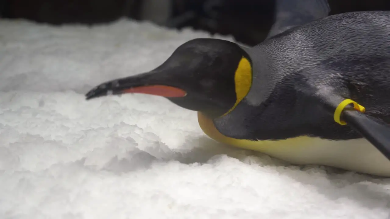 Close up of a cute King penguin lying down flat with tummy facing the floor ice and eating ice with its beak