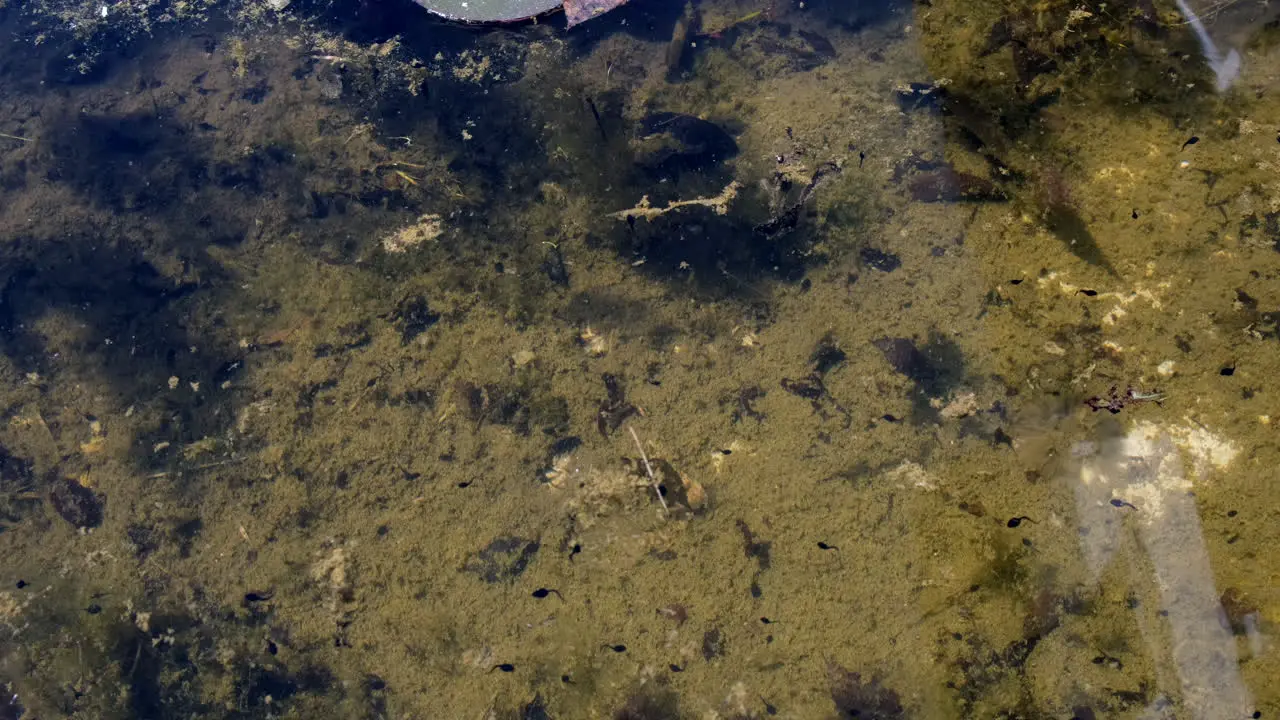 A lot of tadpoles from different sizes swimming in the water