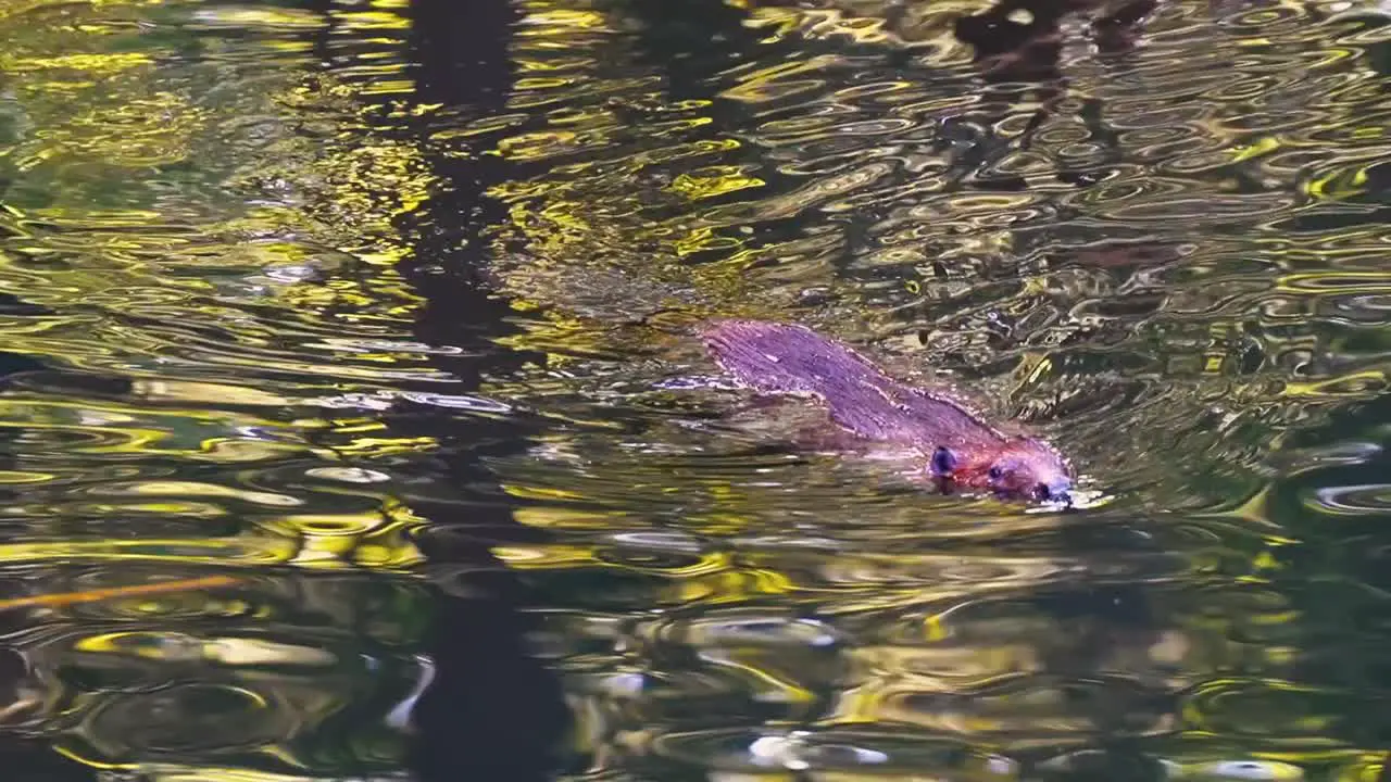 Stunning close up footage of a brown Beaver swimming in its natural habitat