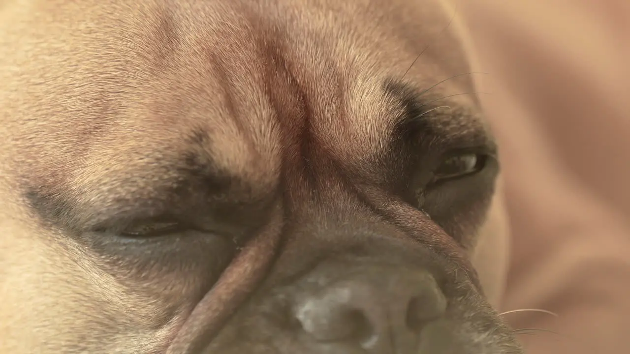 A close-up of a french bulldog dog's face showing detailed textures and a soulful expression