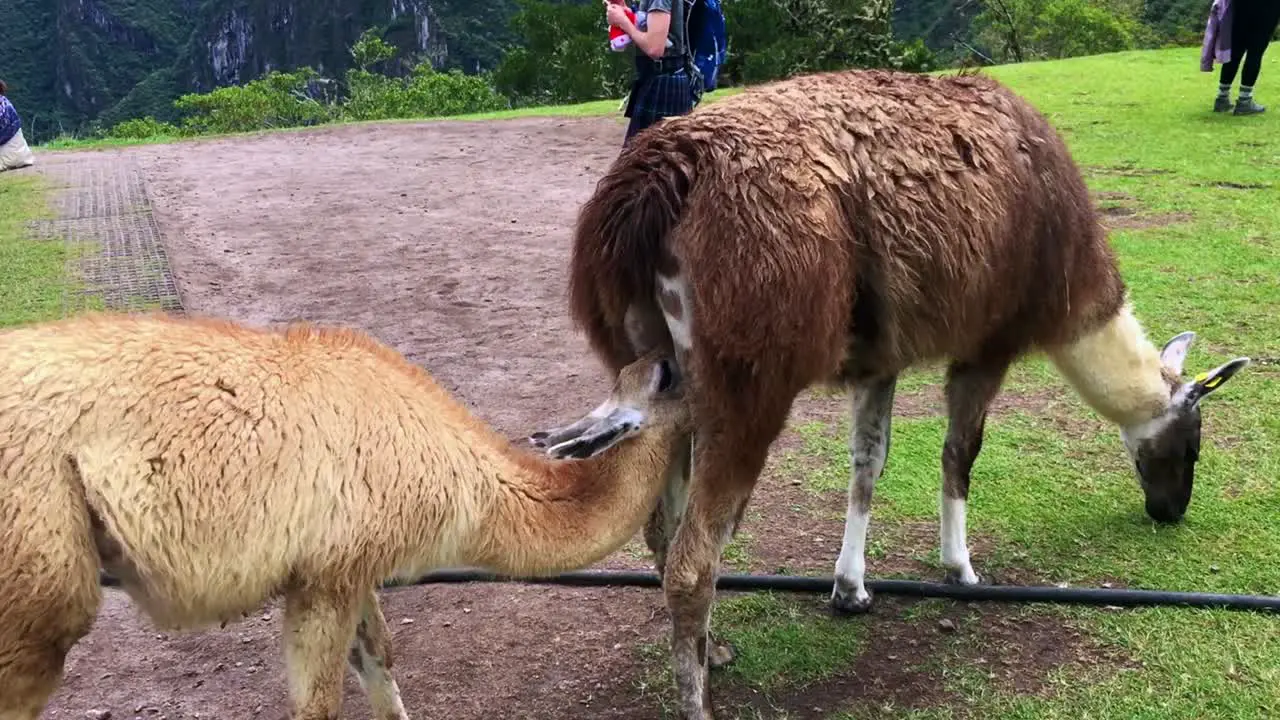 Funny video Alpaca sticking his head into another alpaca's butt