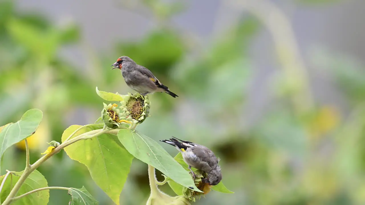 European goldfinch feeding on Sunflower