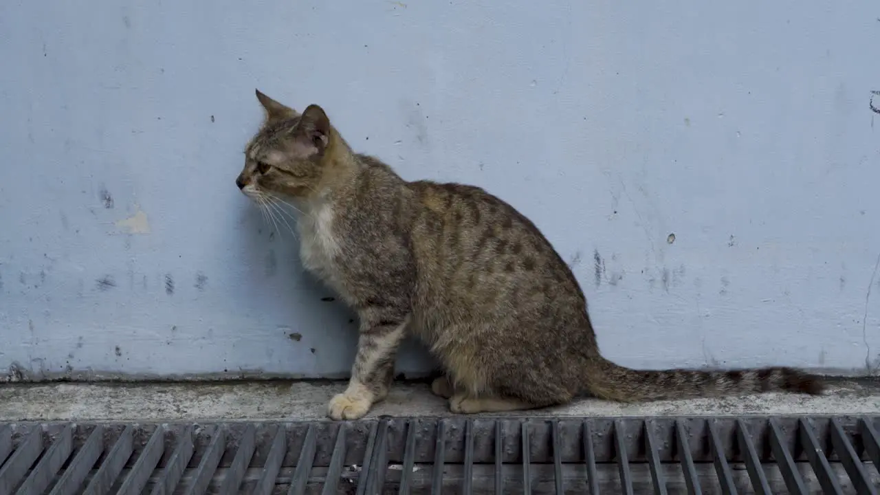 One adorable and playful stray cat with blue wall background