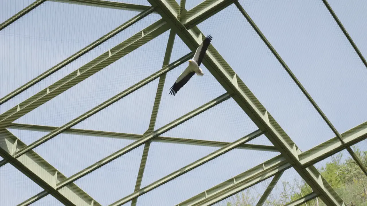 Egyptian vulture flying in circle inside an aviary at Prague Zoo Czech Republic