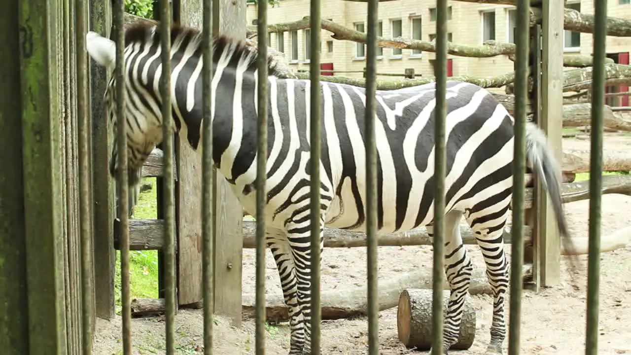 Zebra in the zoo cage