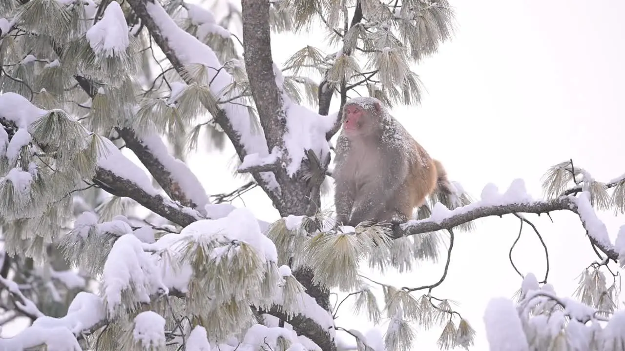 Rhesus Macaque sitting on tree in Snowfall