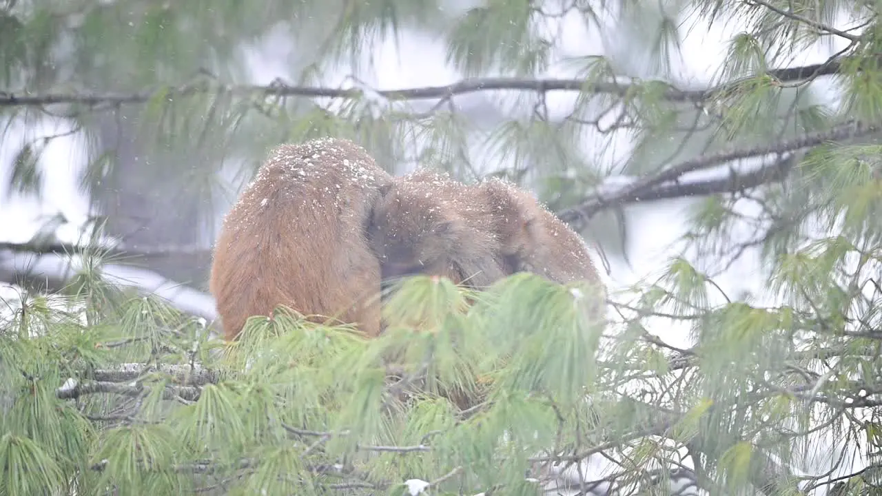 Mother and babies of Rhesus macaque monkey in Snow Fall